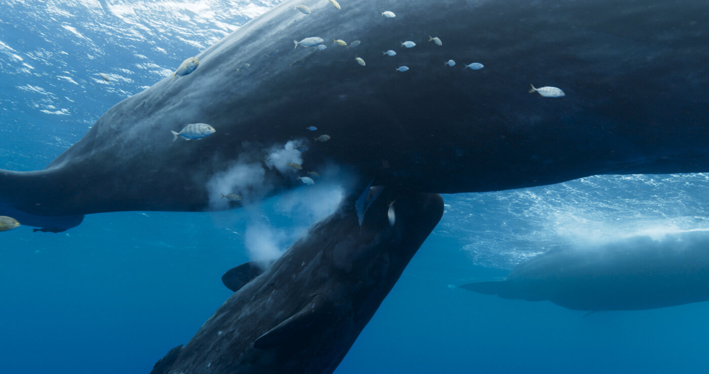 Китовете, пазители на планетата